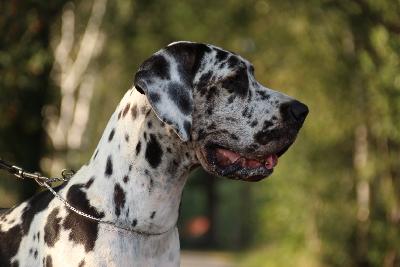 Jelle vom Hause Rawert