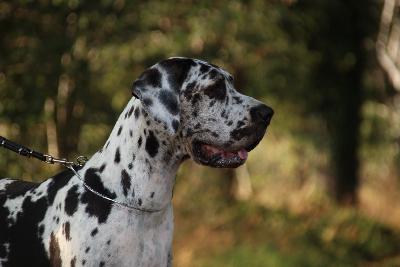 Jelle vom Hause Rawert