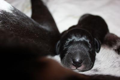 Juffe vom Hause Rawert