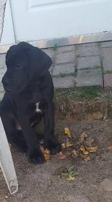 Ignatz Of Love Generation