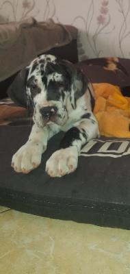 Ike Of Love Generation