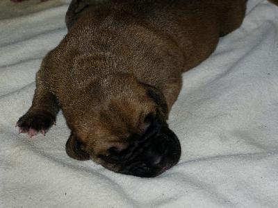 Oskar vom Altranst�dter Schlo�