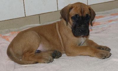 Oskar vom Altranst�dter Schlo�