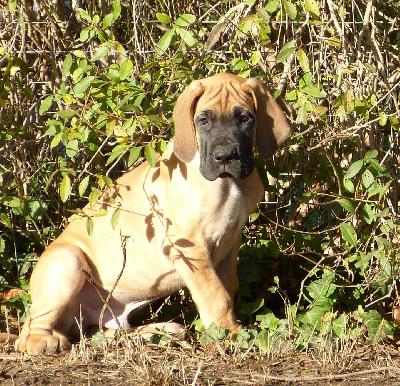 Oskar vom Altranst�dter Schlo�