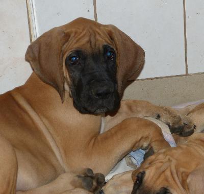 Oskar vom Altranst�dter Schlo�