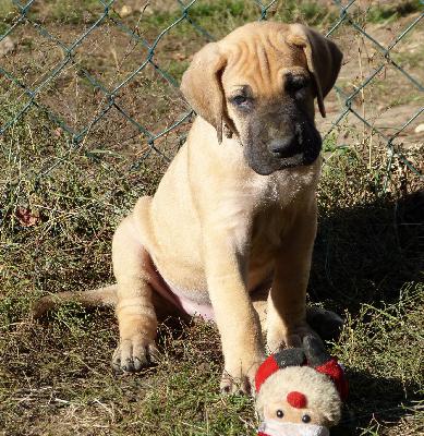 Obelix vom Altranstdter Schlo