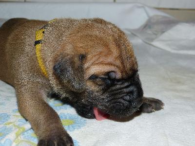 O�Connor vom Altranst�dter Schlo�