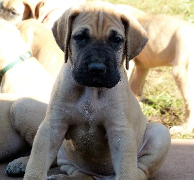 O�Connor vom Altranst�dter Schlo�