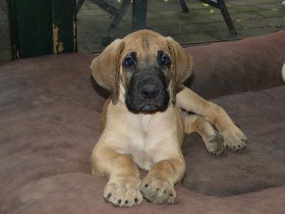 O�Connor vom Altranst�dter Schlo�