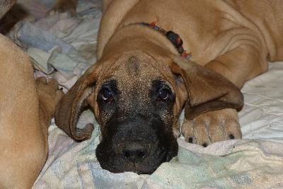 O�Connor vom Altranst�dter Schlo�