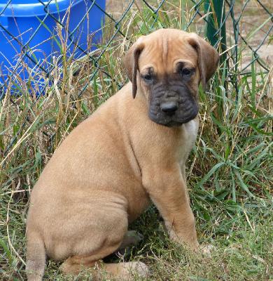 Omar vom Altranstdter Schlo