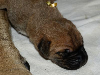 Olivia vom Altranst�dter Schlo�