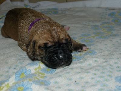 Olivia vom Altranst�dter Schlo�