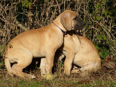 Olivia vom Altranst�dter Schlo�