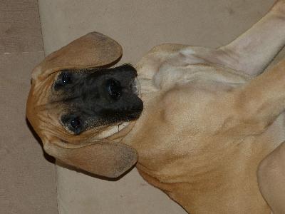 Olivia vom Altranst�dter Schlo�