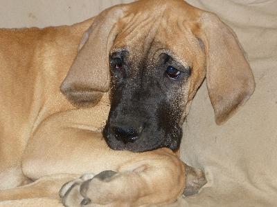 Olivia vom Altranst�dter Schlo�