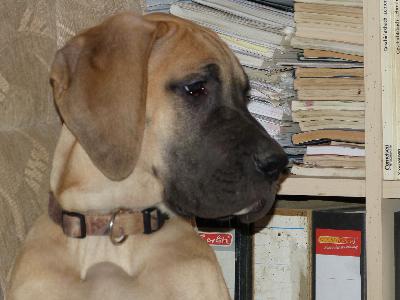 Olivia vom Altranst�dter Schlo�