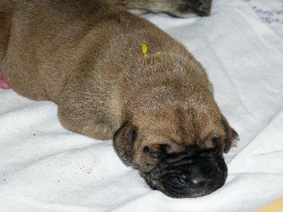 Ophira vom ALTRANSTÄDTER Schloß