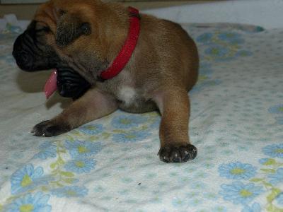 Ophira vom ALTRANSTÄDTER Schloß