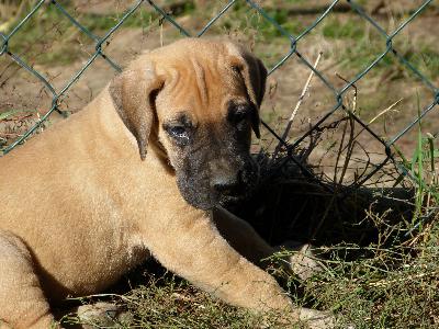 Ophira vom ALTRANSTÄDTER Schloß