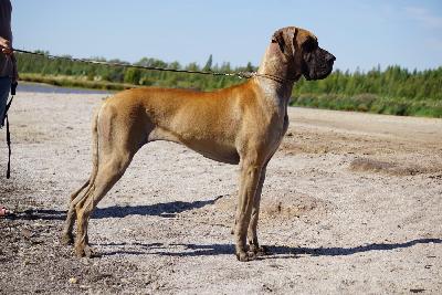 Ophira vom ALTRANSTÄDTER Schloß