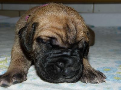 Oana-Kira vom Altranstdter Schlo