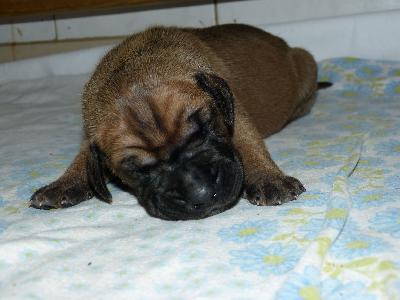 Olena vom Altranstädter Schloß