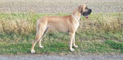 Olena vom Altranstädter Schloß