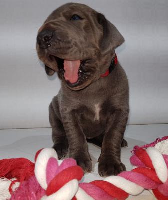 Bella von der Tausendjhrigen Linde