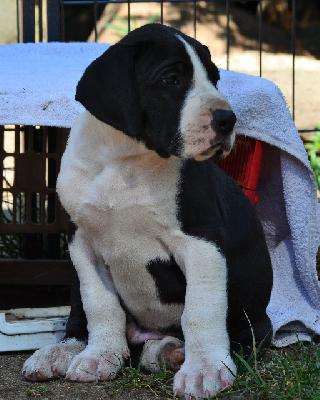 Armani vom Olbitzbach