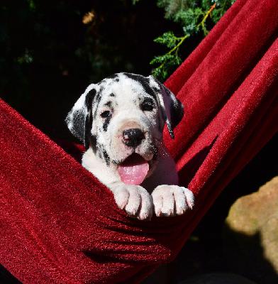 Amazing-Ardia vom Olbitzbach