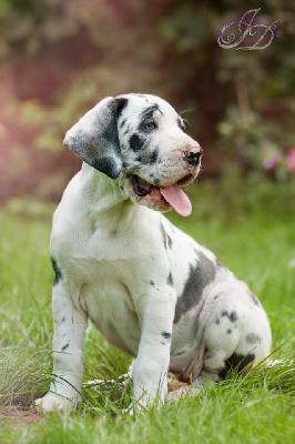 Aria-Star vom Olbitzbach