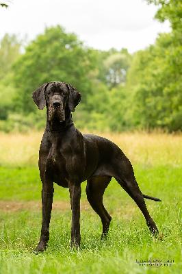 Eris Warrior Queen (FCI)