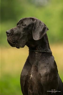 Eris Warrior Queen (FCI)