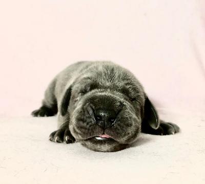 Ch Gardist Vom Hause Wagner