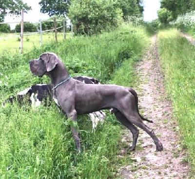 Ch Gardist Vom Hause Wagner