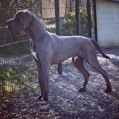 Ch Gardist Vom Hause Wagner