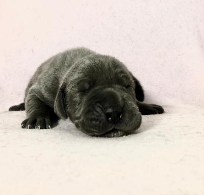 Grenadier Vom Hause Wagner