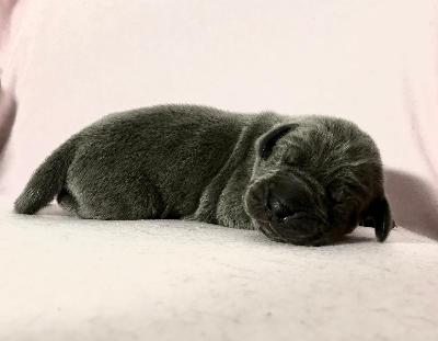 G�ttliche Vom Hause Wagner