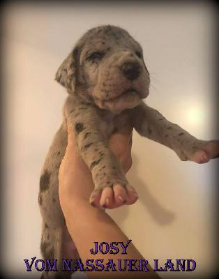 Josy vom Nassauer Land