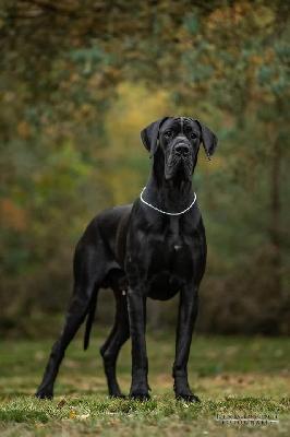 Diamonds Are A Girl`s Best Friend Perseidy Kasjopei