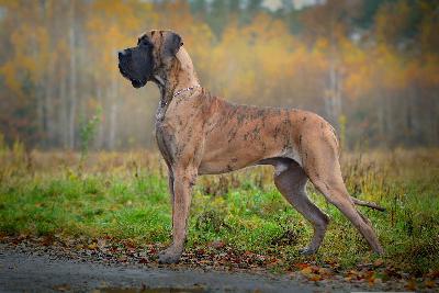 Ch Majeranek z kuzni Napoleonskiej