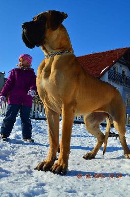 Ch Jenifer Junimelor