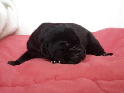 Sirius Von Schlesien