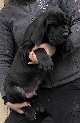 Sirius Von Schlesien