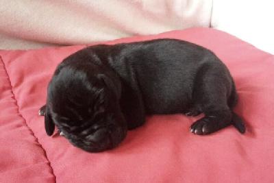 Sir Harley Von Schlesien