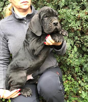 Sir Harley Von Schlesien