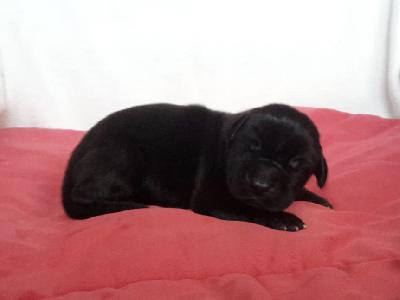 Shanley Von Schlesien