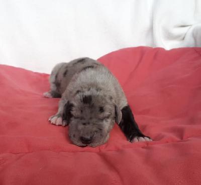 Seamus Von Schlesien