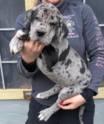 Seamus Von Schlesien